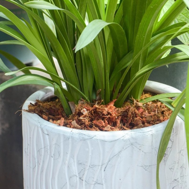 Organik Gübre İçeren Hindistan - Substrate Coconut Fiber incelemesi ve fiyatı